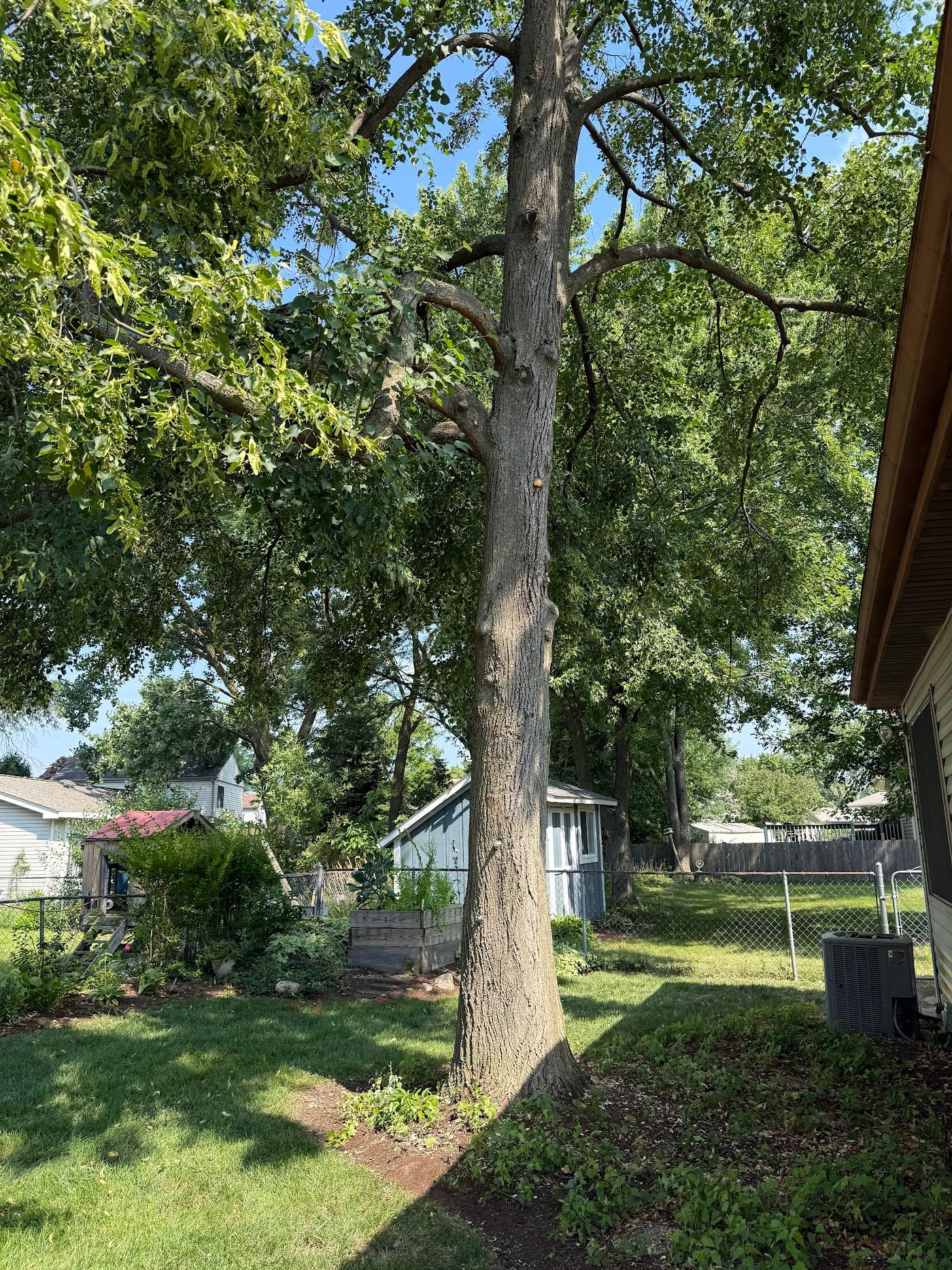 After: tree trimmed with limbs raised and cleared from the house