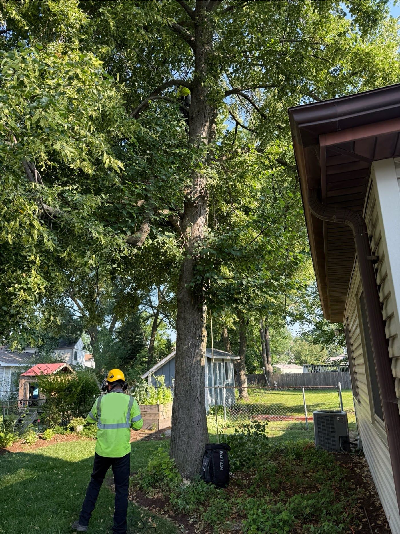 Before: tree with low limbs over the house and yard